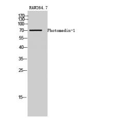 Anti-Photomedin-1 antibody