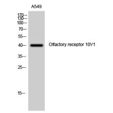 Anti-Olfactory receptor 10V1 antibody