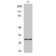 Anti-Olfactory receptor 10J1 antibody