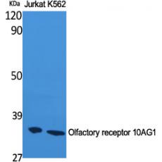 Anti-Olfactory receptor 10AG1 antibody