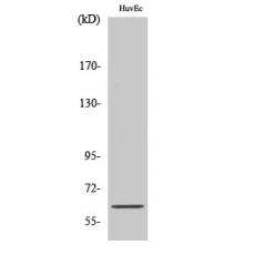 Anti-OCT3 Polyclonal Antibody