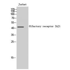 Anti-Olfactory receptor 2AJ1 antibody