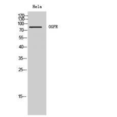 Anti-OGFR antibody