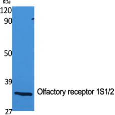 Anti-Olfactory receptor 1S1/2 antibody