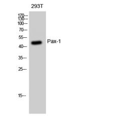 Anti-Pax-1 antibody