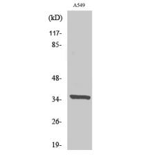 Anti-Peroxin 2 antibody