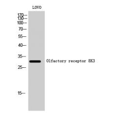 Anti-Olfactory receptor 8K3 antibody