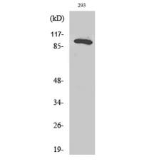 Anti-Rab 3 GAP p130 antibody