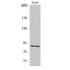 Anti-PDXDC1 antibody