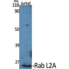 Anti-Rab L2A antibody