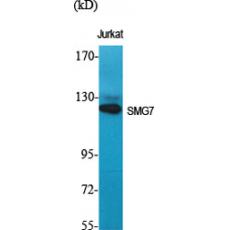 Anti-SMG7 antibody