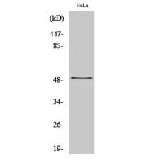 Anti-ZNF436 antibody