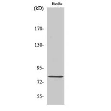 Anti-Rad17 antibody