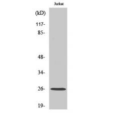 Anti-Rap 2C antibody