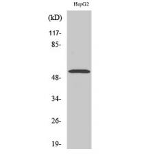 Anti-PREP-2 antibody