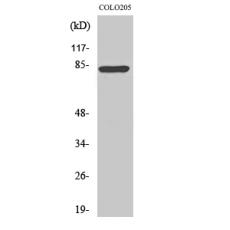 Anti-RFX3 antibody