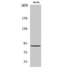 Anti-Rabenosyn-5 antibody