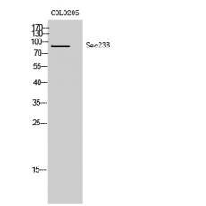 Anti-Sec23B antibody