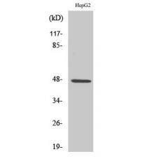 Anti-SLC17A2 antibody