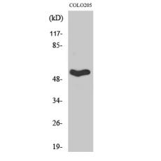 Anti-Septin 1 antibody