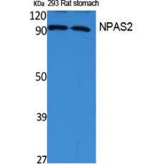 Anti-NPAS2 antibody