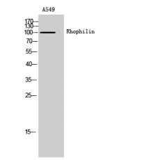 Anti-Rhophilin antibody