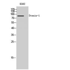 Anti-Stonin-1 antibody