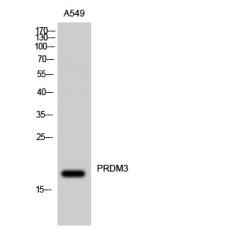 Anti-PRDM3 antibody