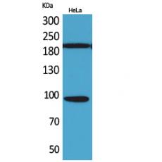 Anti-Trk C antibody