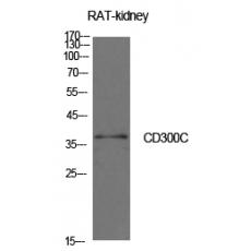 Anti-CD300c antibody