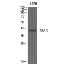 Anti-GDF-3 antibody