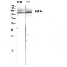 Anti-FGFR-4 antibody