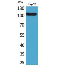 Anti-CD307 antibody