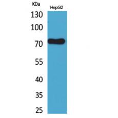 Anti-CD229 antibody