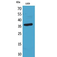 Anti-CD300g antibody