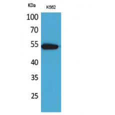 Anti-CD329 antibody