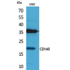 Anti-CD160 antibody