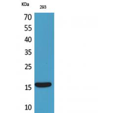 Anti-PSP antibody