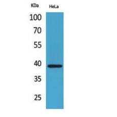 Anti-Bonzo antibody