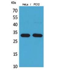 Anti-CD300f antibody