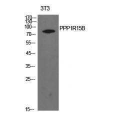 Anti-PPP1R15B antibody