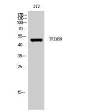 Anti-TRIM59 antibody