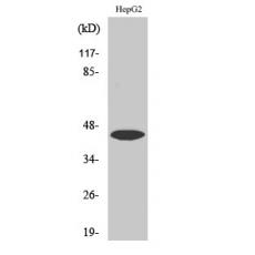 Anti-Uba5 antibody