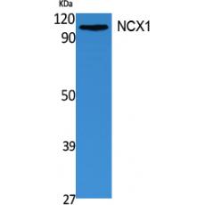 Anti-NCX1 antibody