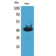 Anti-Cyclophilin D antibody