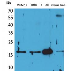 Anti-Apelin antibody