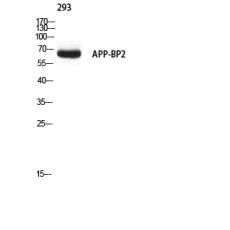 Anti-APP-BP2 antibody