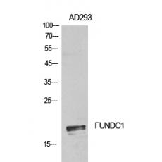 Anti-FUNDC1 antibody