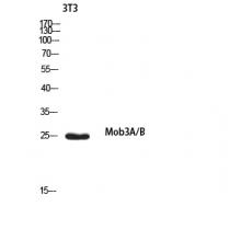 Anti-Mob3A/B antibody