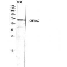 Anti-AChRα9 antibody